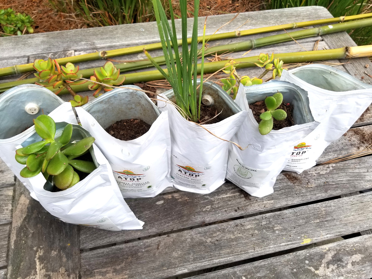 outdoor atop coffee bag pics planted with succulent cuttings on a table